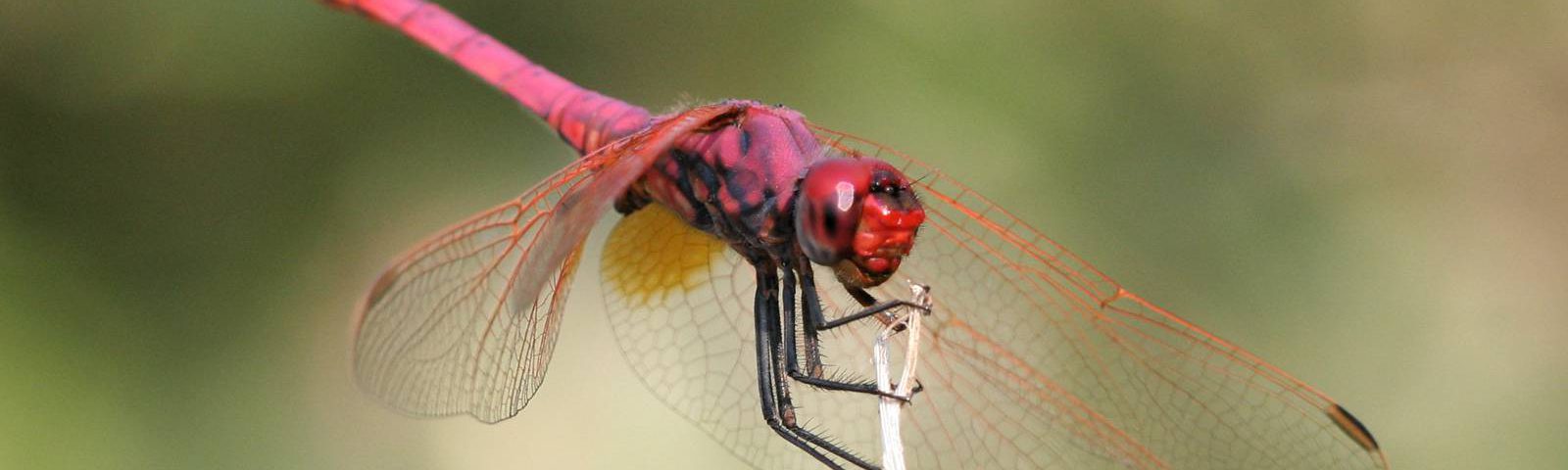 Trithemis annulata (Palisot de Beauvois, 1805)