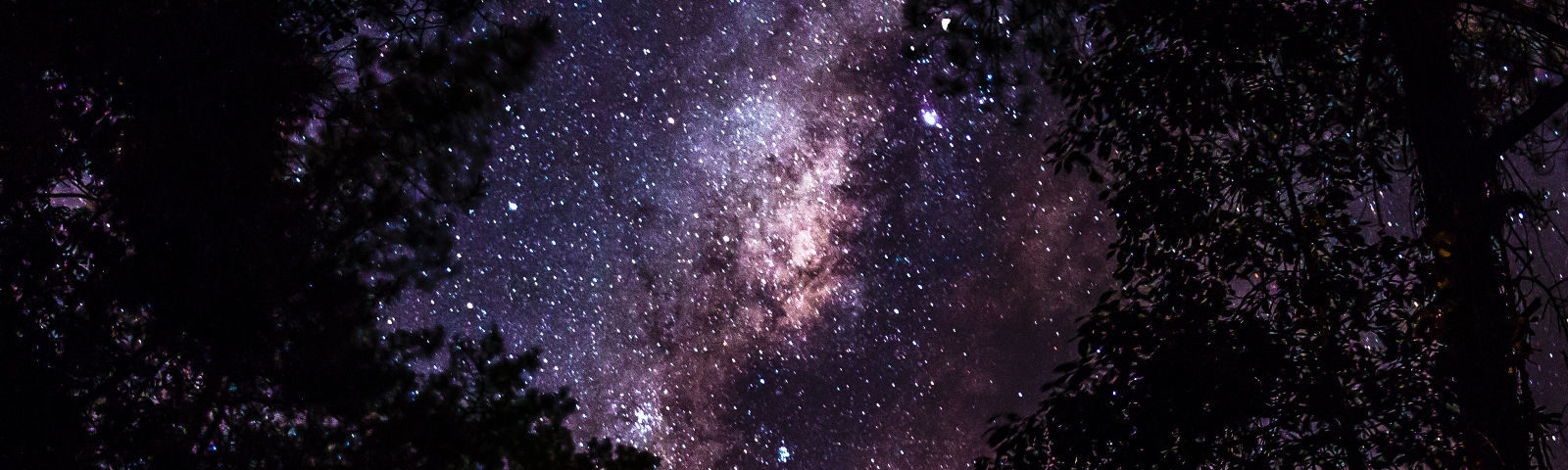 Trees Under Milky Way - Matthew Ang